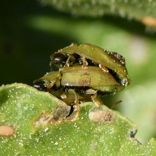 Réf. 225 930 : Cassida vittata